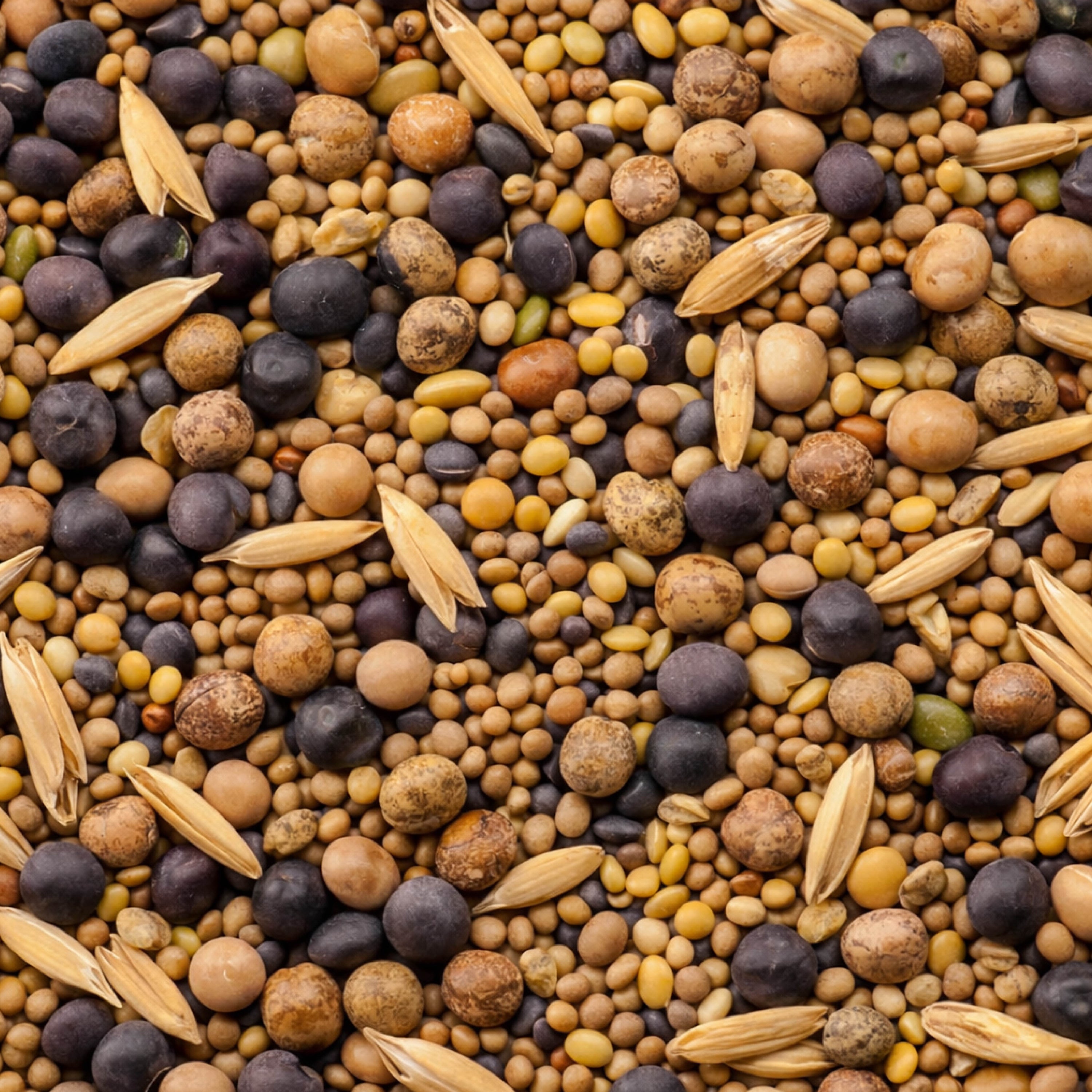 Pollinator Cover Crop Mix – 10.5 lb. - Covers 9000–12,000 sq ft (0.21–0.28 acres)