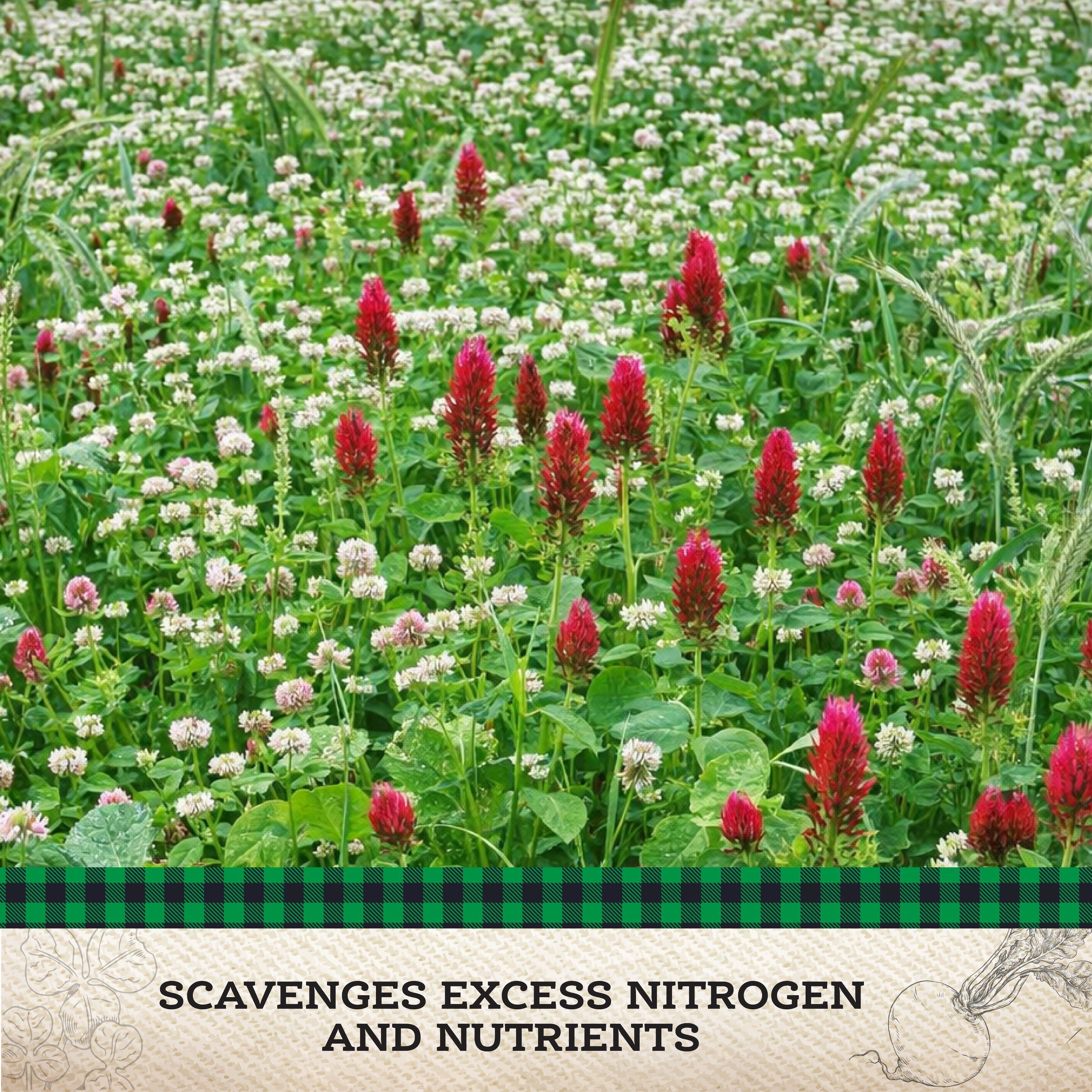 Scavenger Cover Crop Mix