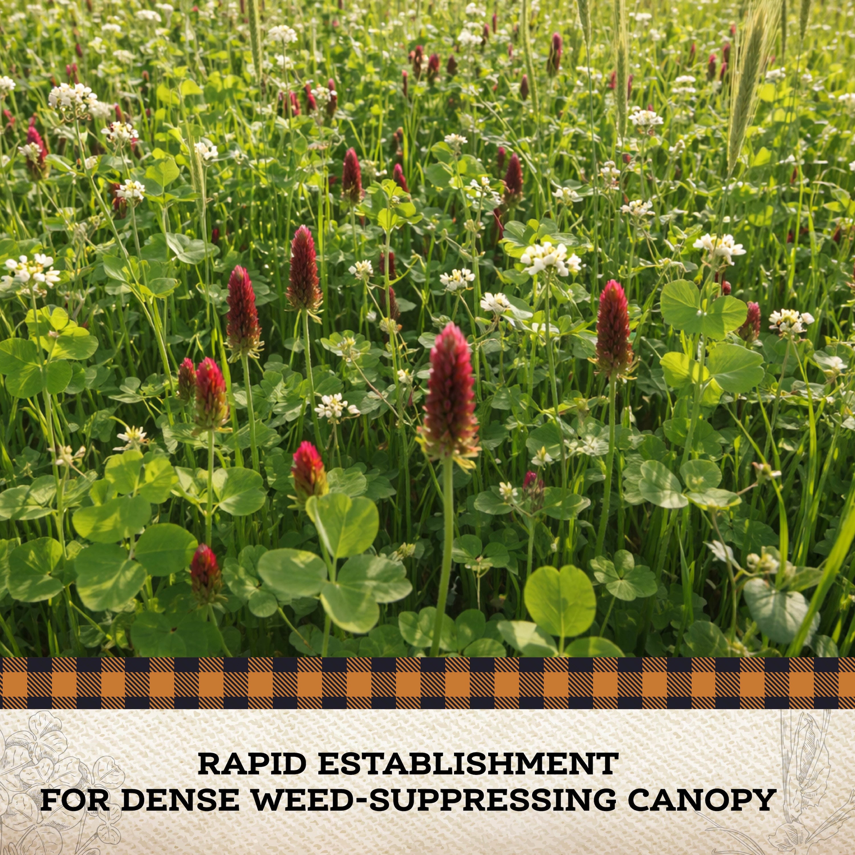 Weed Suppressor Cover Crop Mix